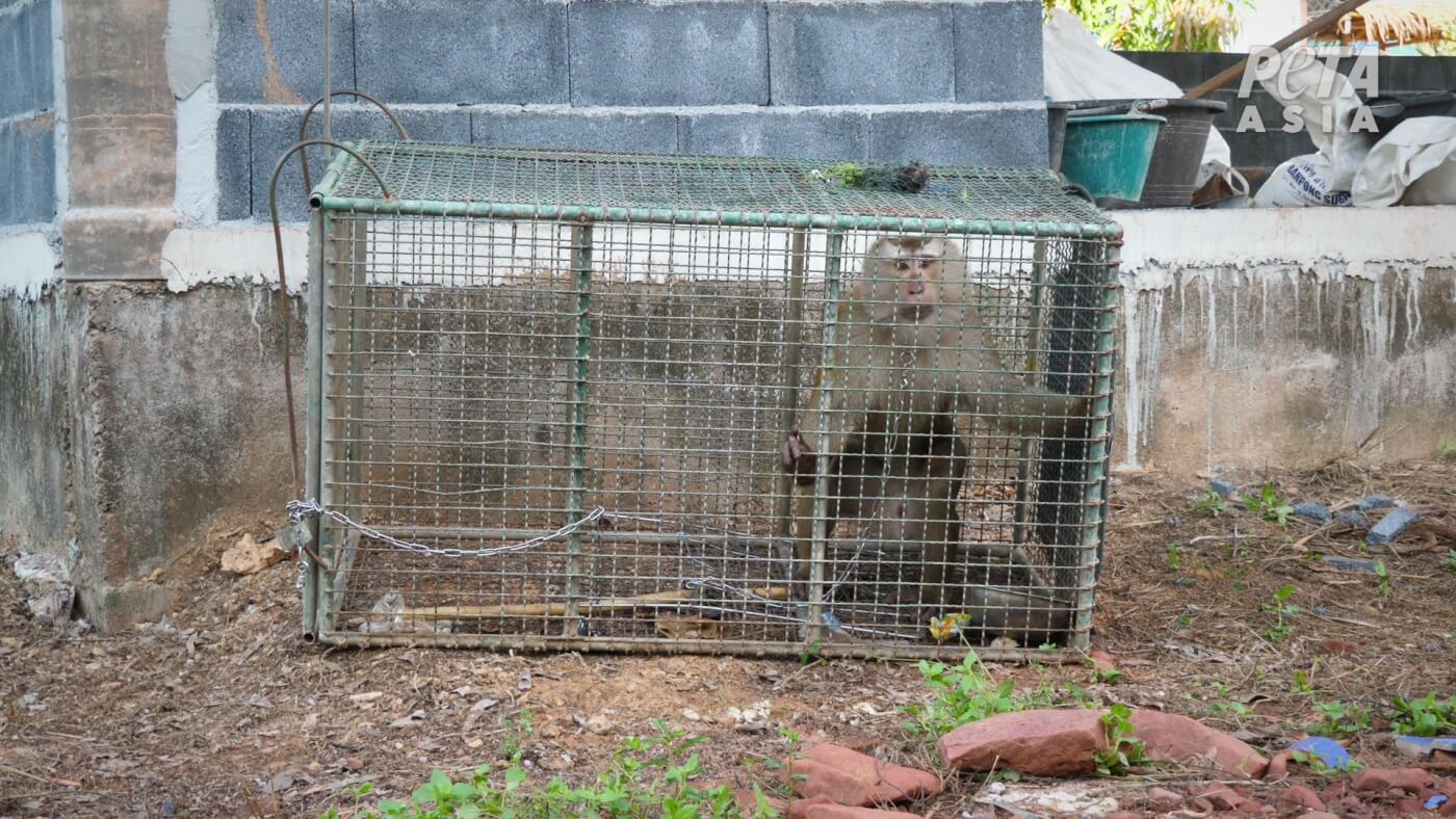 A monkey is trapped in a barren metal cage, all alone.