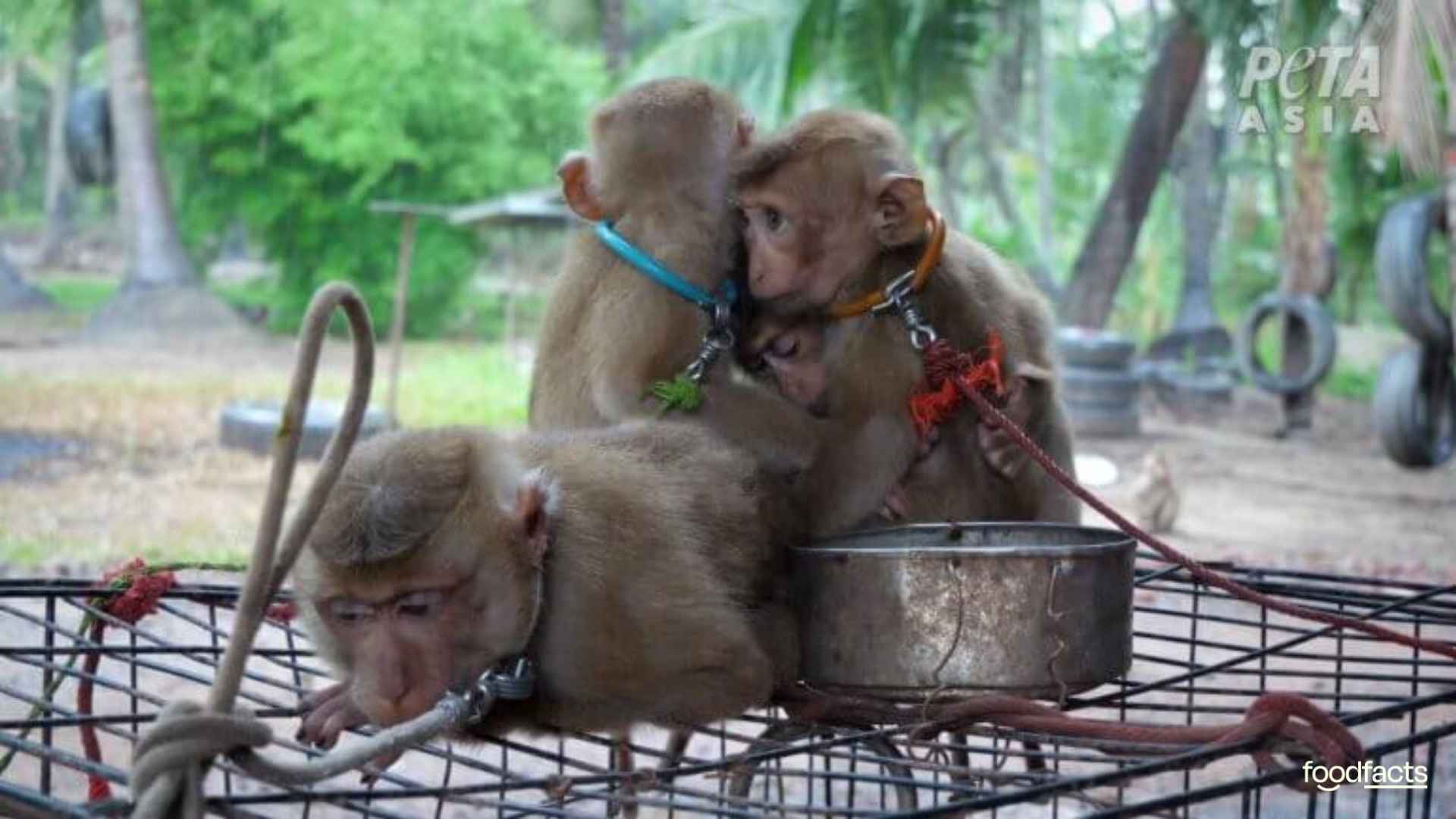 A monkey sits chained looking sad. The monkey is used for forced labour in a coconut farm.