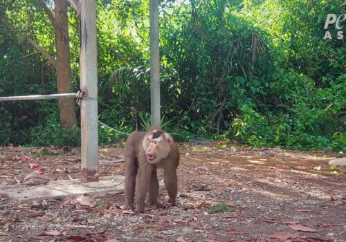 A monkey is chained to a pole
