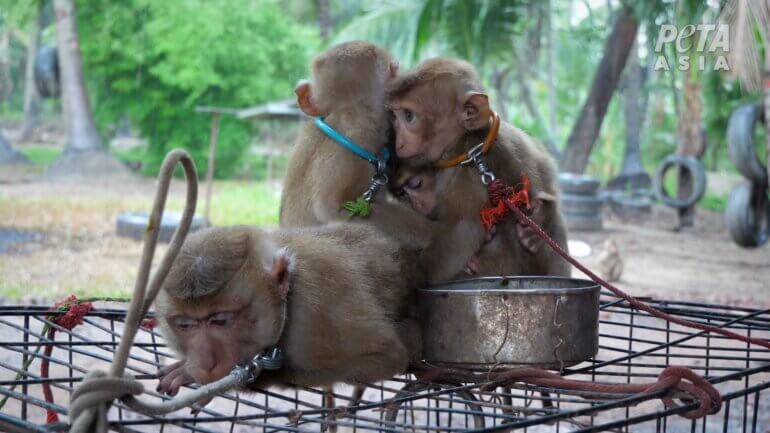 The baby monkeys are chained to a barren metal cage