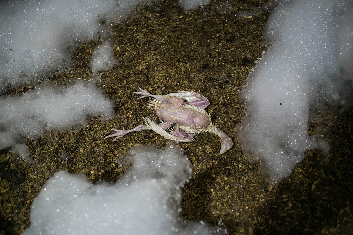 A young turkey suffocated by firefighting foam lies dead on a barn floor.