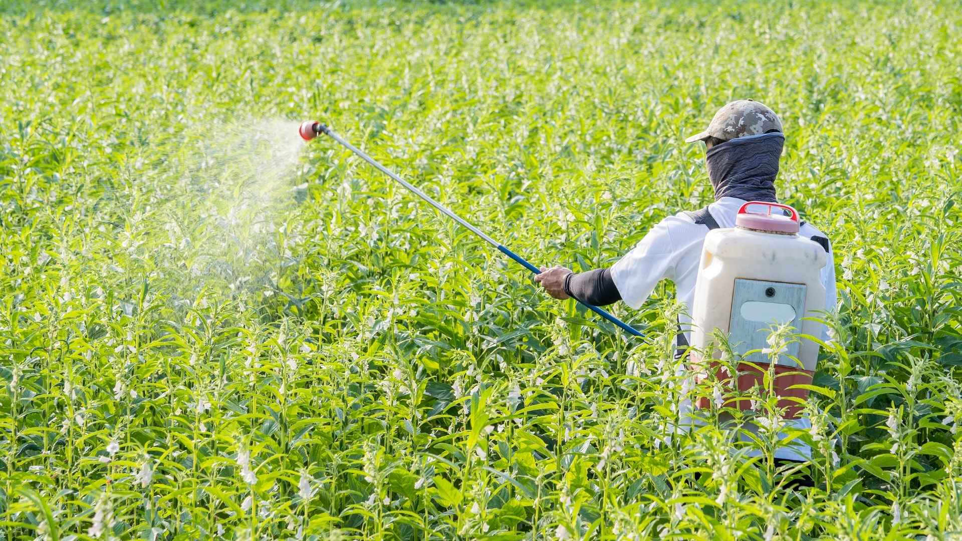 A person stands in a field and sprays pesticides over the crops. The person is wearing a mask to protect themselves.e