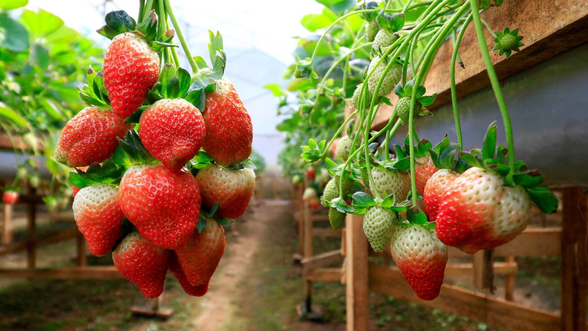 Bunches of strawberries dangle from a planter inside a large greenhouse