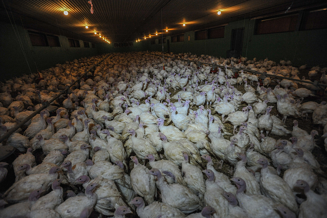 Thousands of young turkeys live crowded together inside a large barn on a factory farm