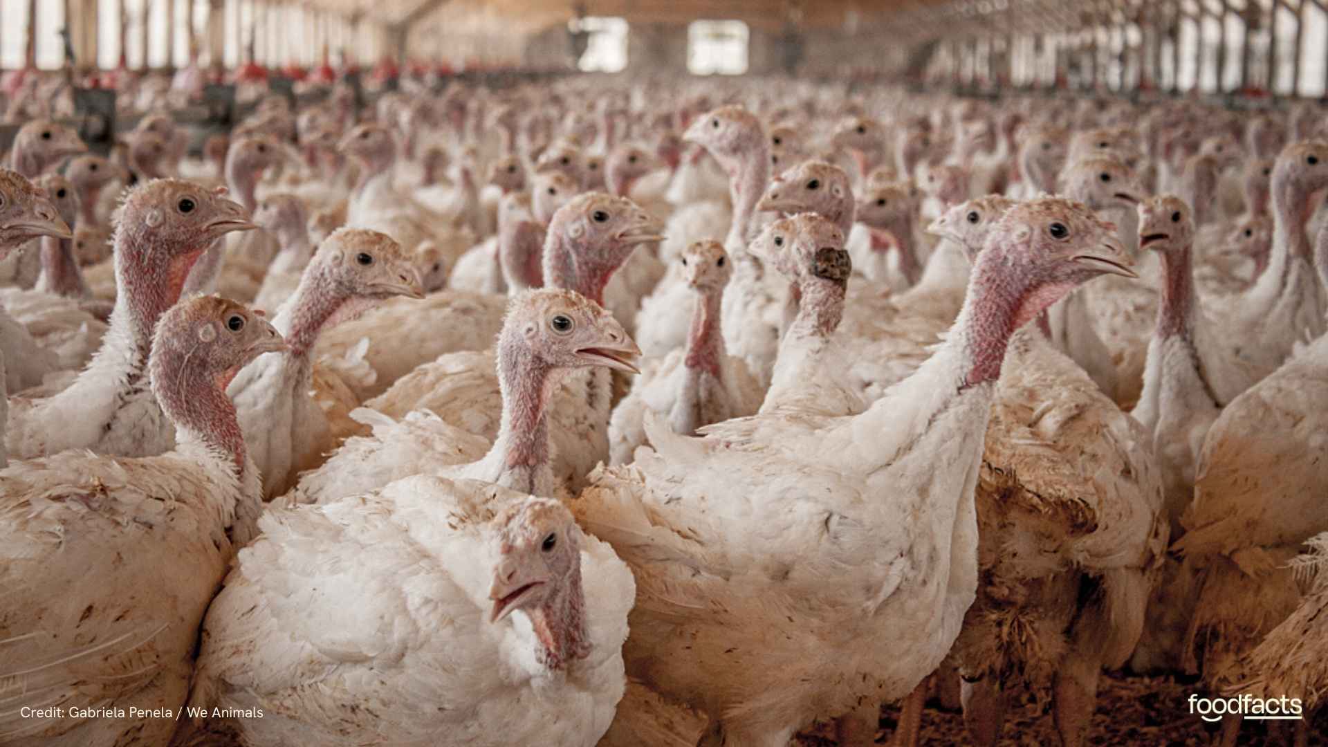 A turkey stands in a cramped farm