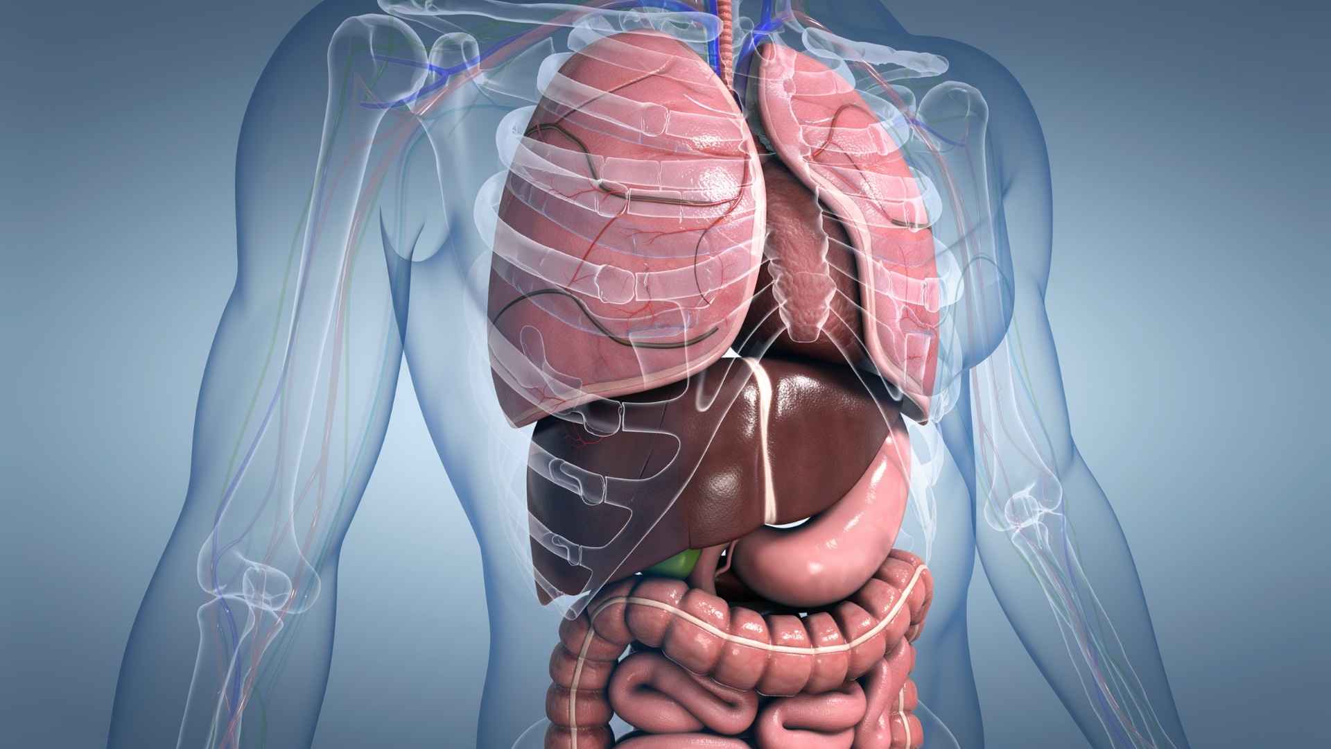 A transparent body shows internal organs, including the liver