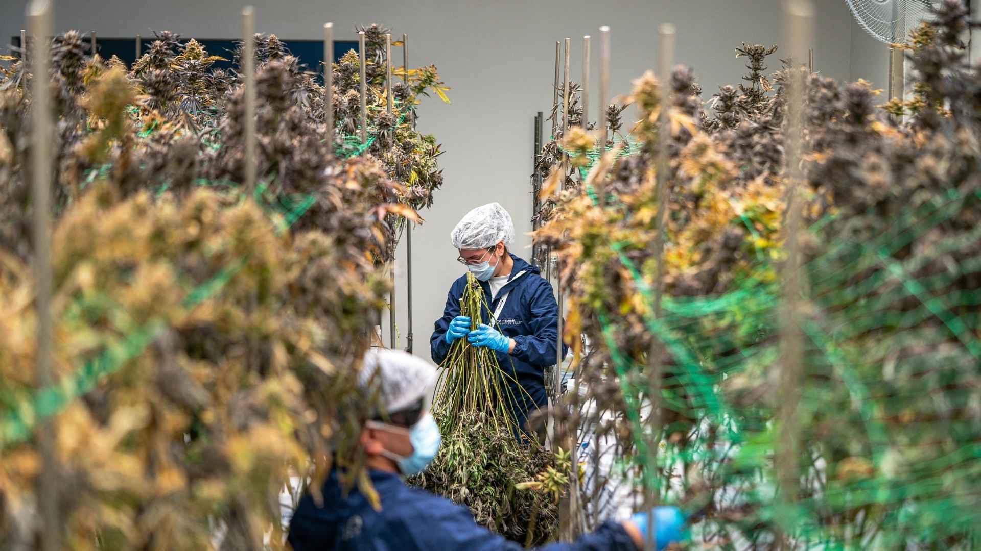 Workers pick plants in an indoor CBD farm