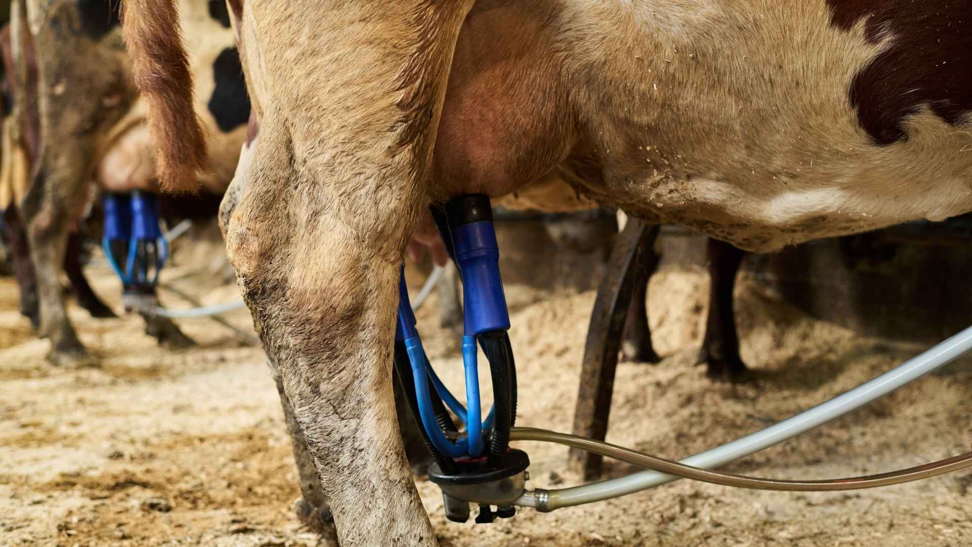 A milking machine is attached to a cow's udders