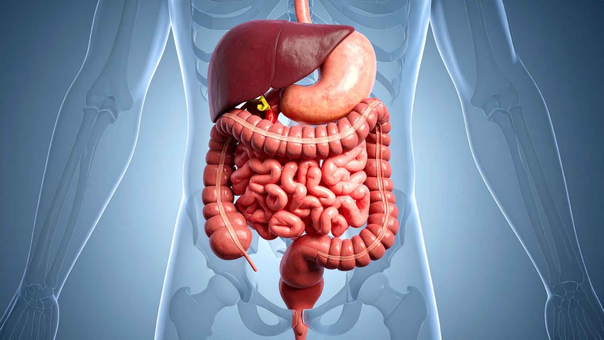 An xray of a person's digestive system