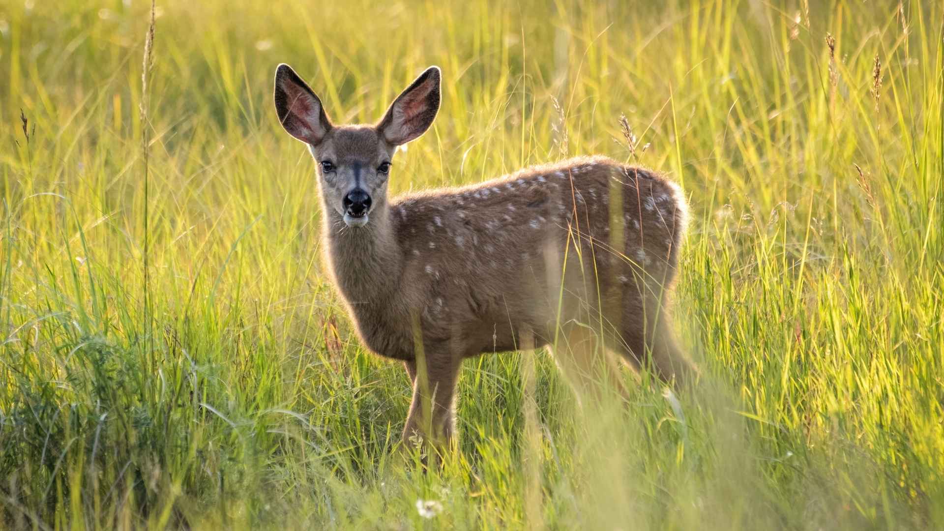 A deer in a field