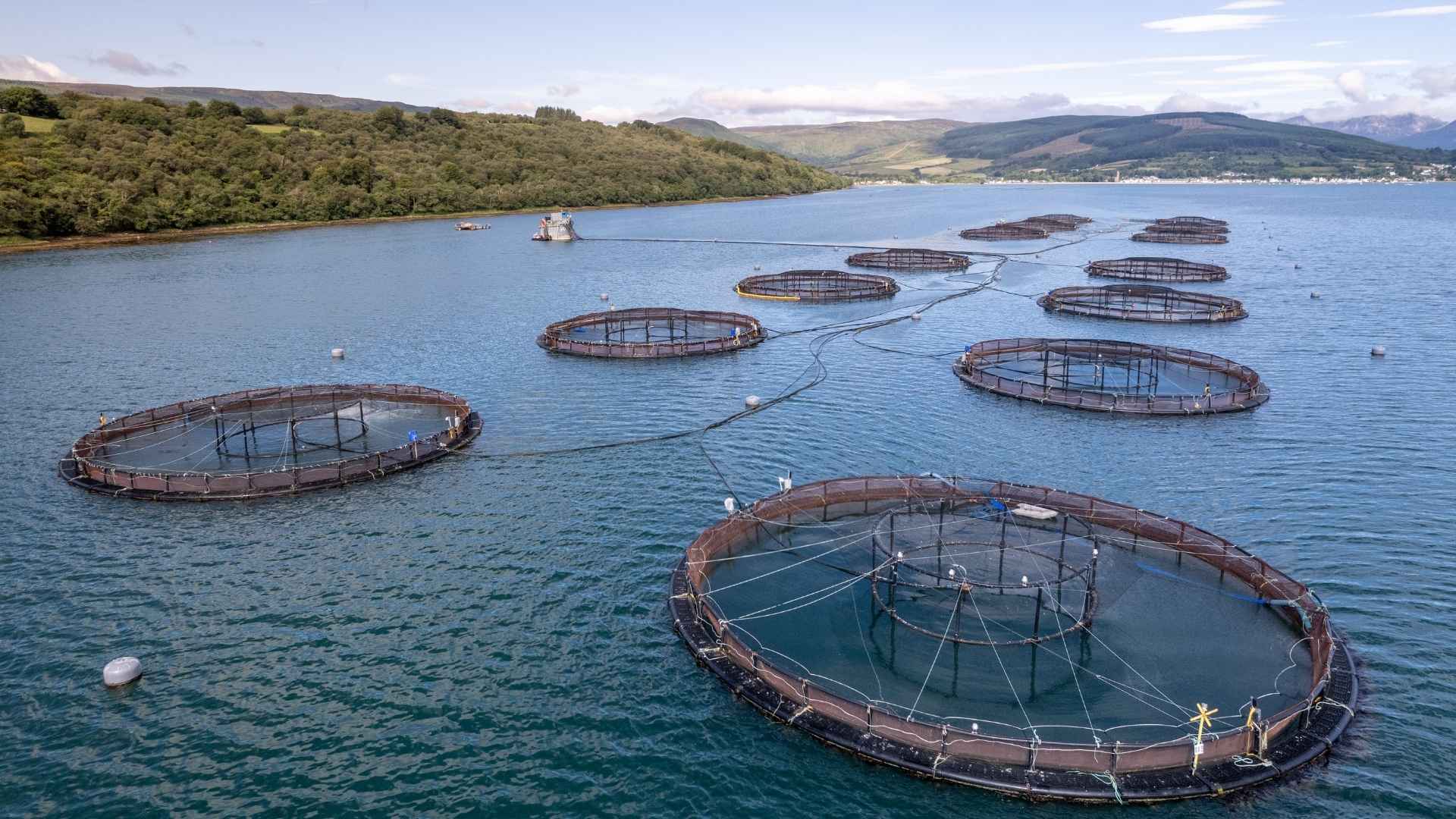 Multiple fish farms in a lake