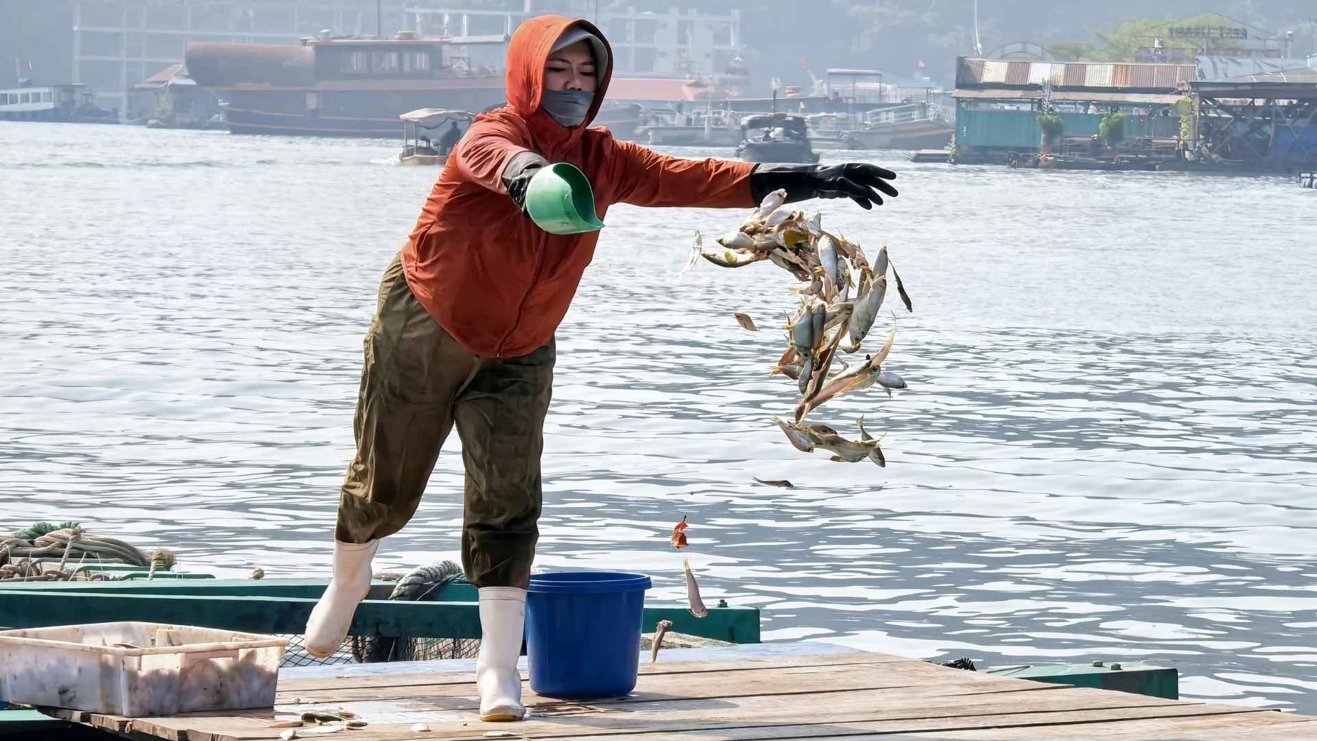 A person throws fish into a fish farm