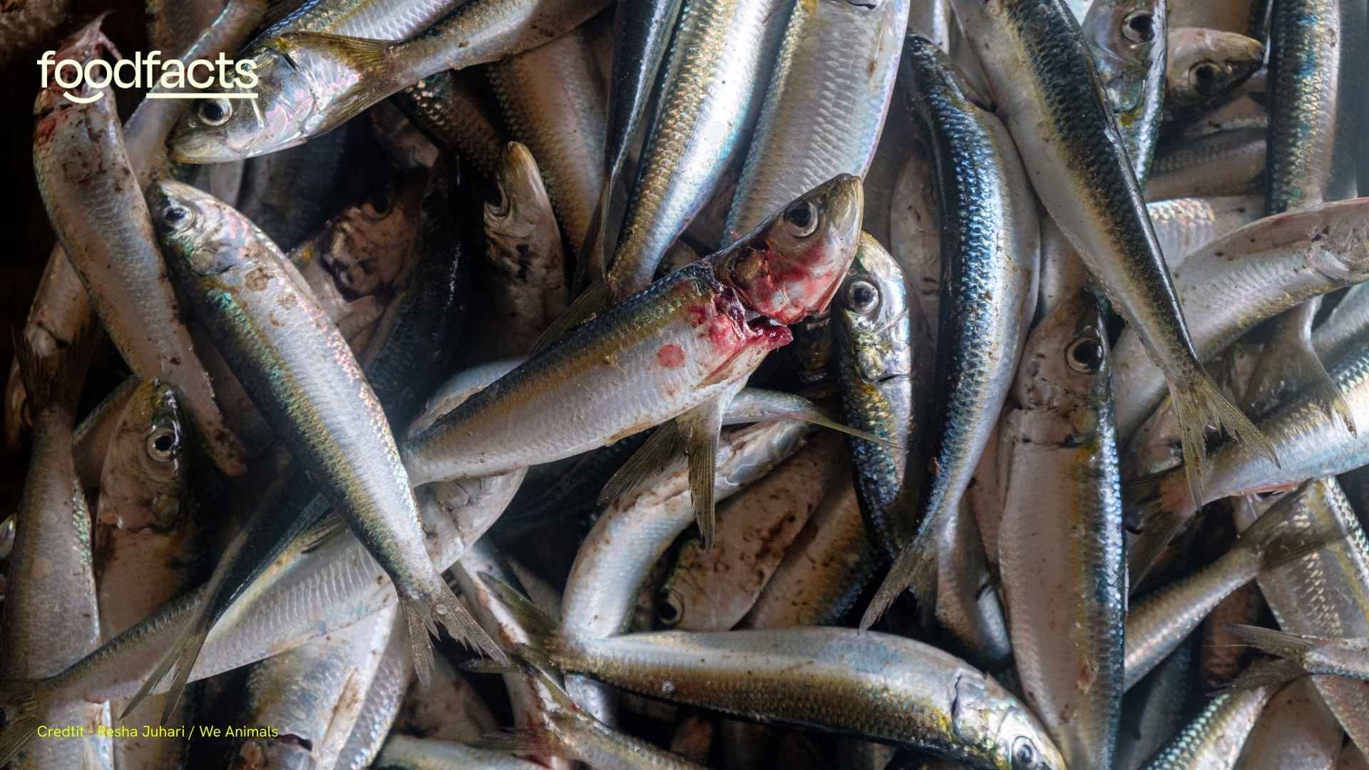 Fishes are caught in a large net on a fishing boat