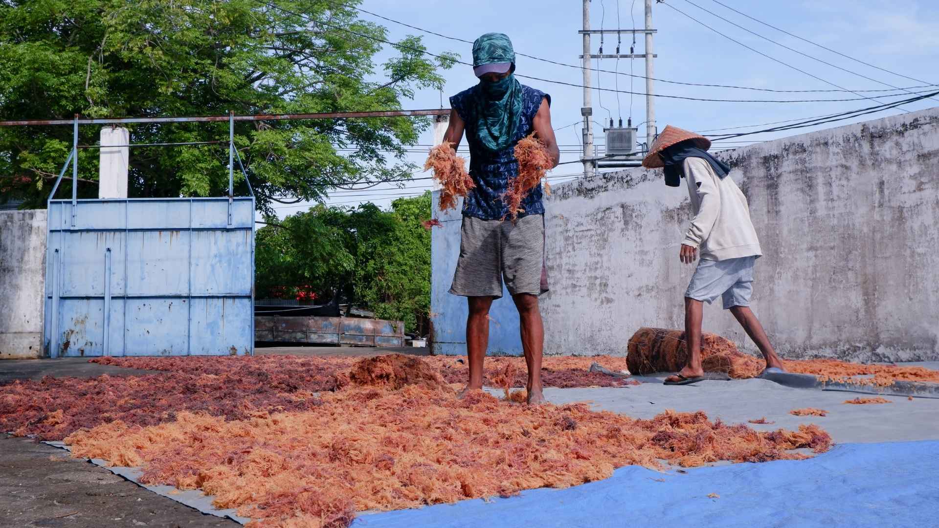 Two people pick up dried seaweed from the floor