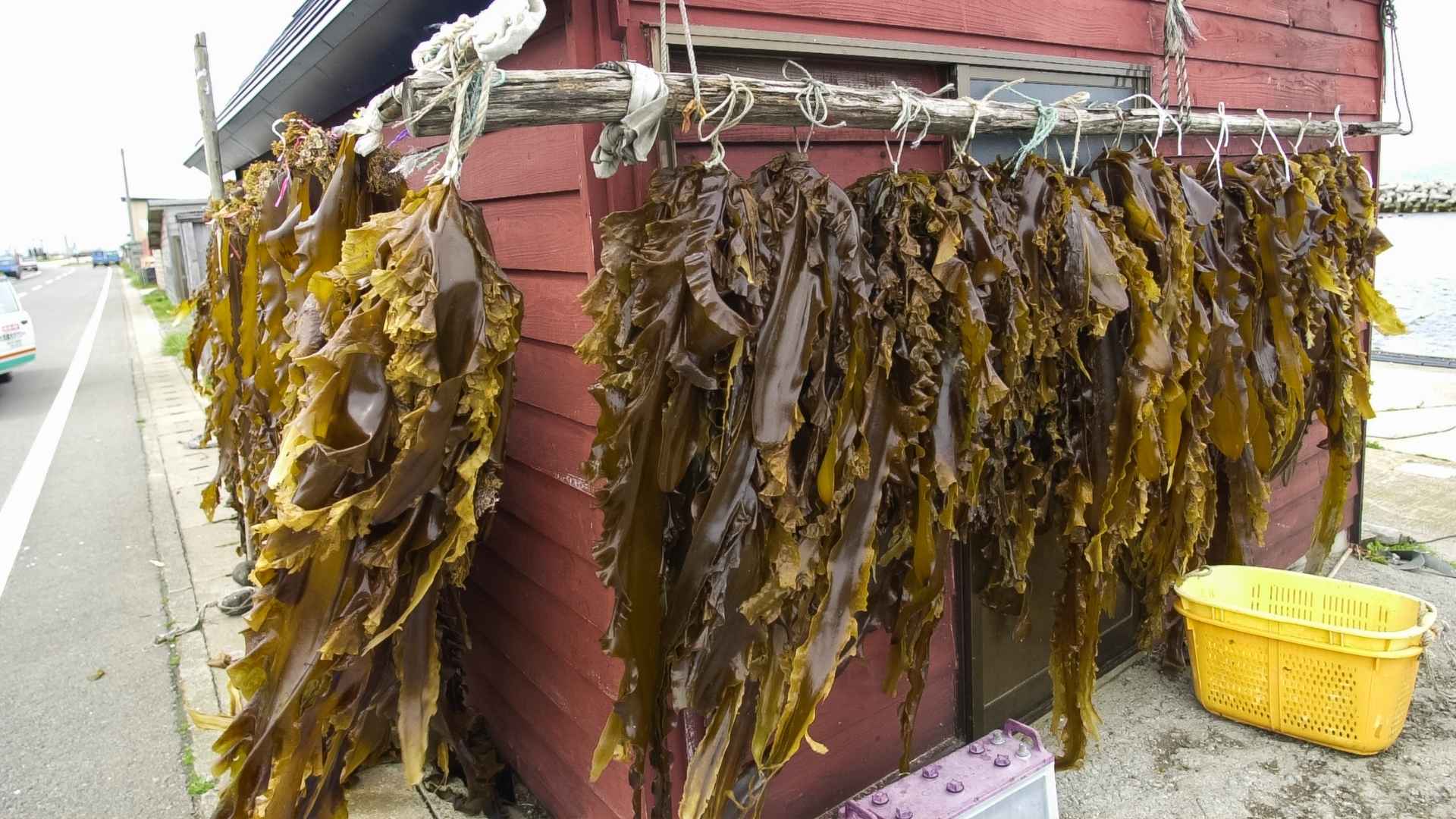 Bunches of seaweed hang from a rail in order to dry in the sun