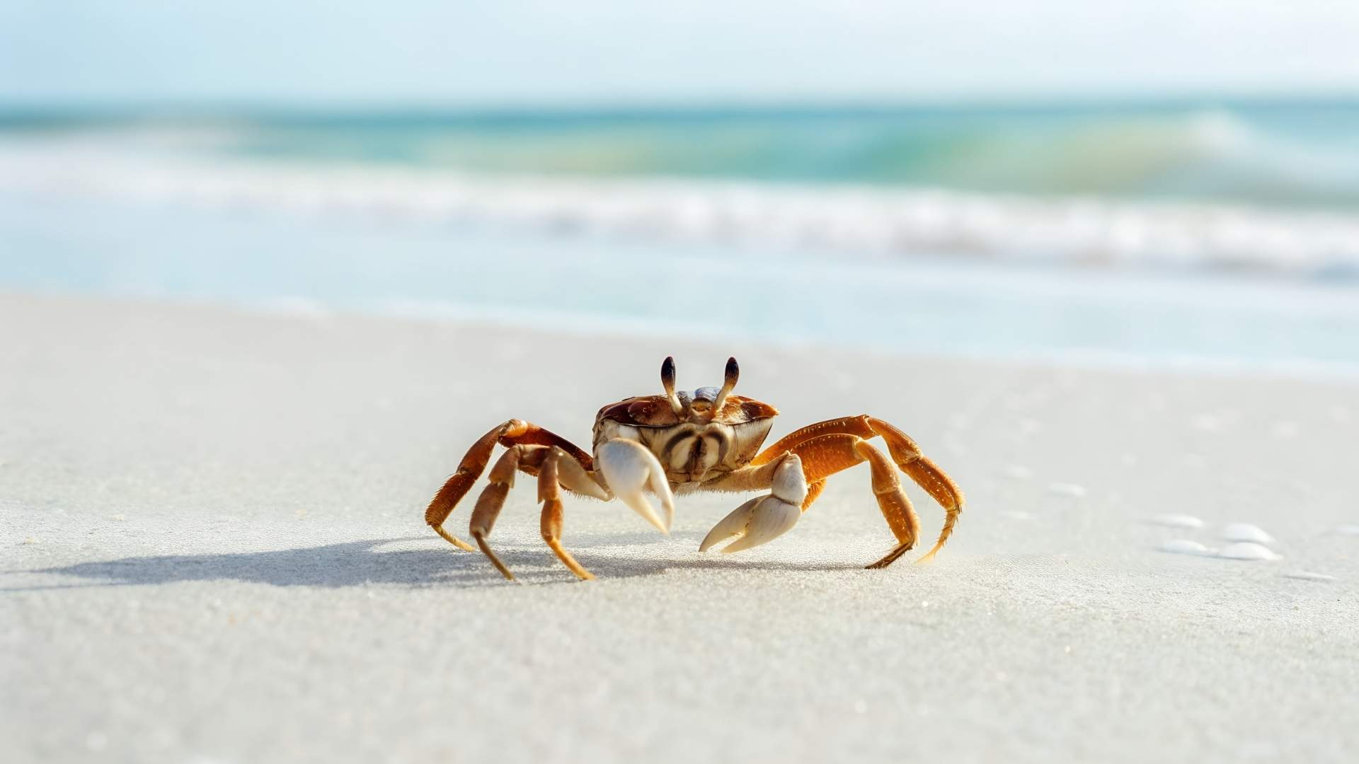 A small crab on a sandy beach