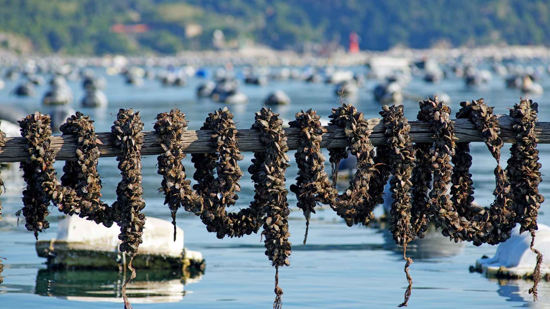 A rope full of mussels hangs from a pole