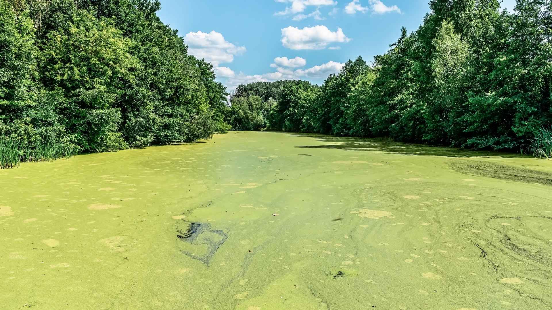 A pond has a layer of green algae over it due to eutrophication