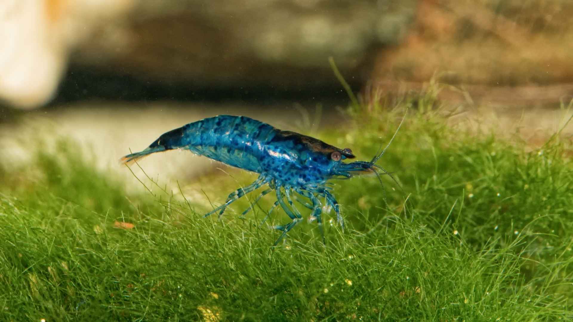 A small blue prawn