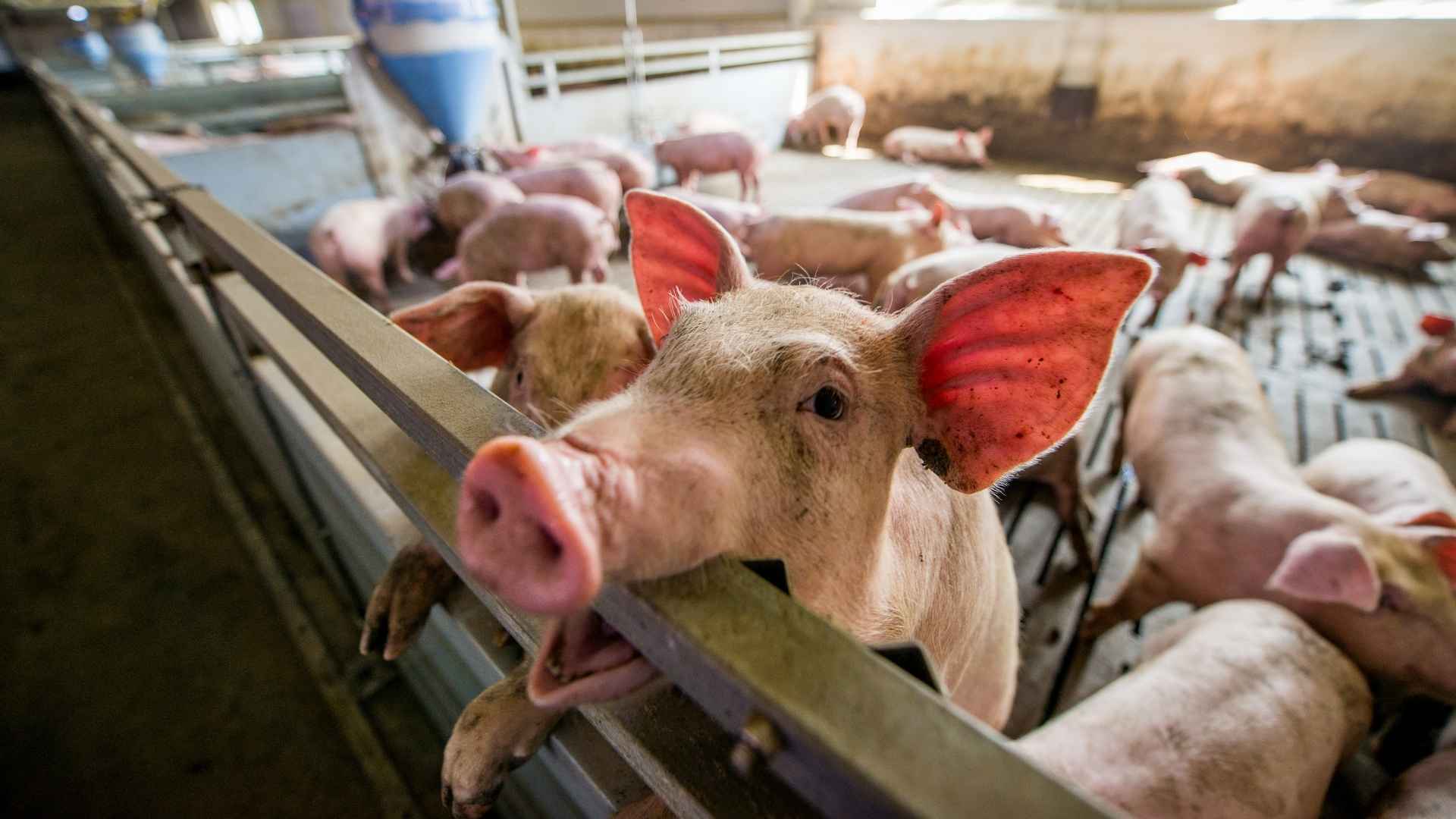 A stressed pig in a factory farm bites the bars of its cage