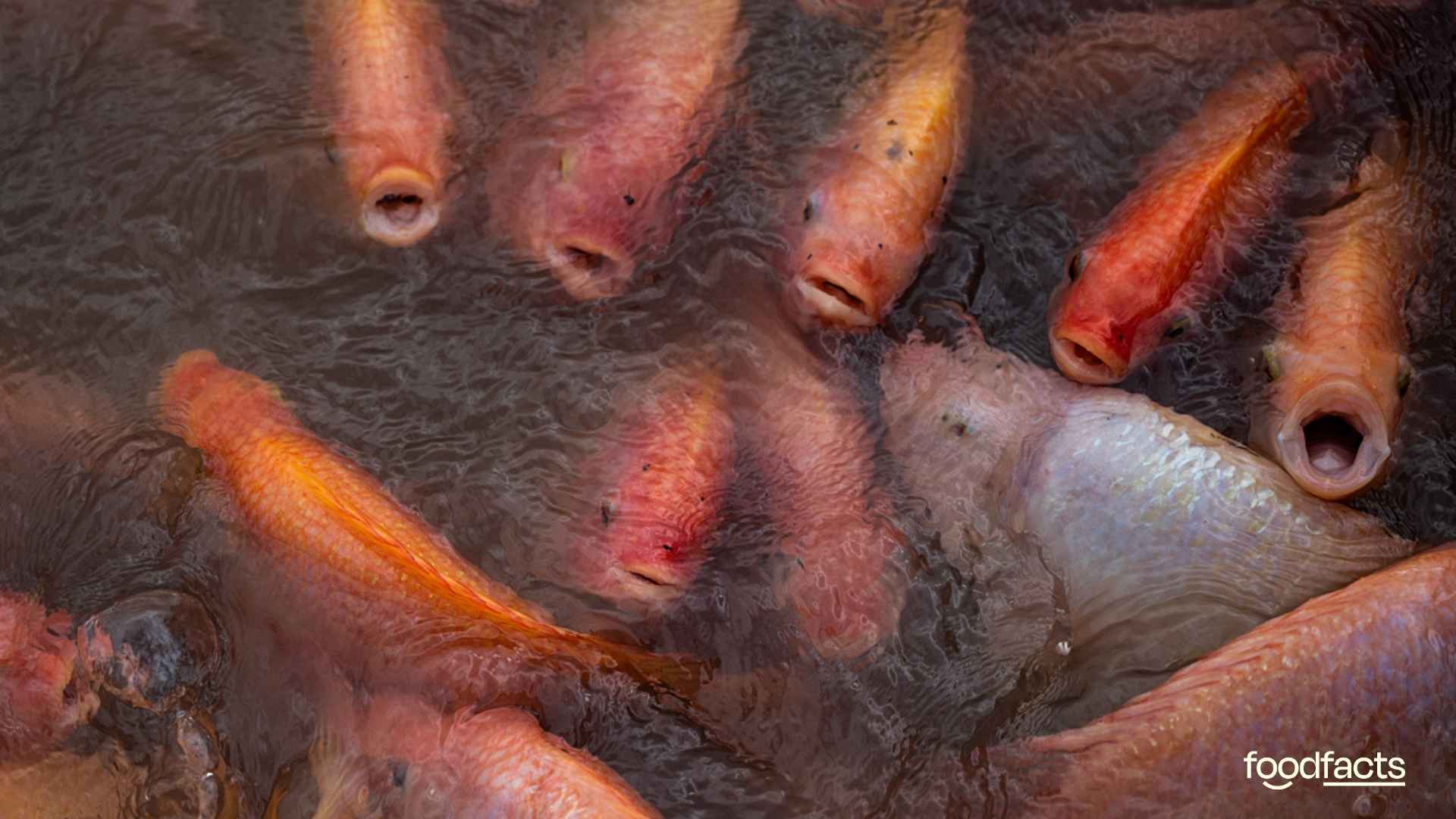 A person eats fried fish