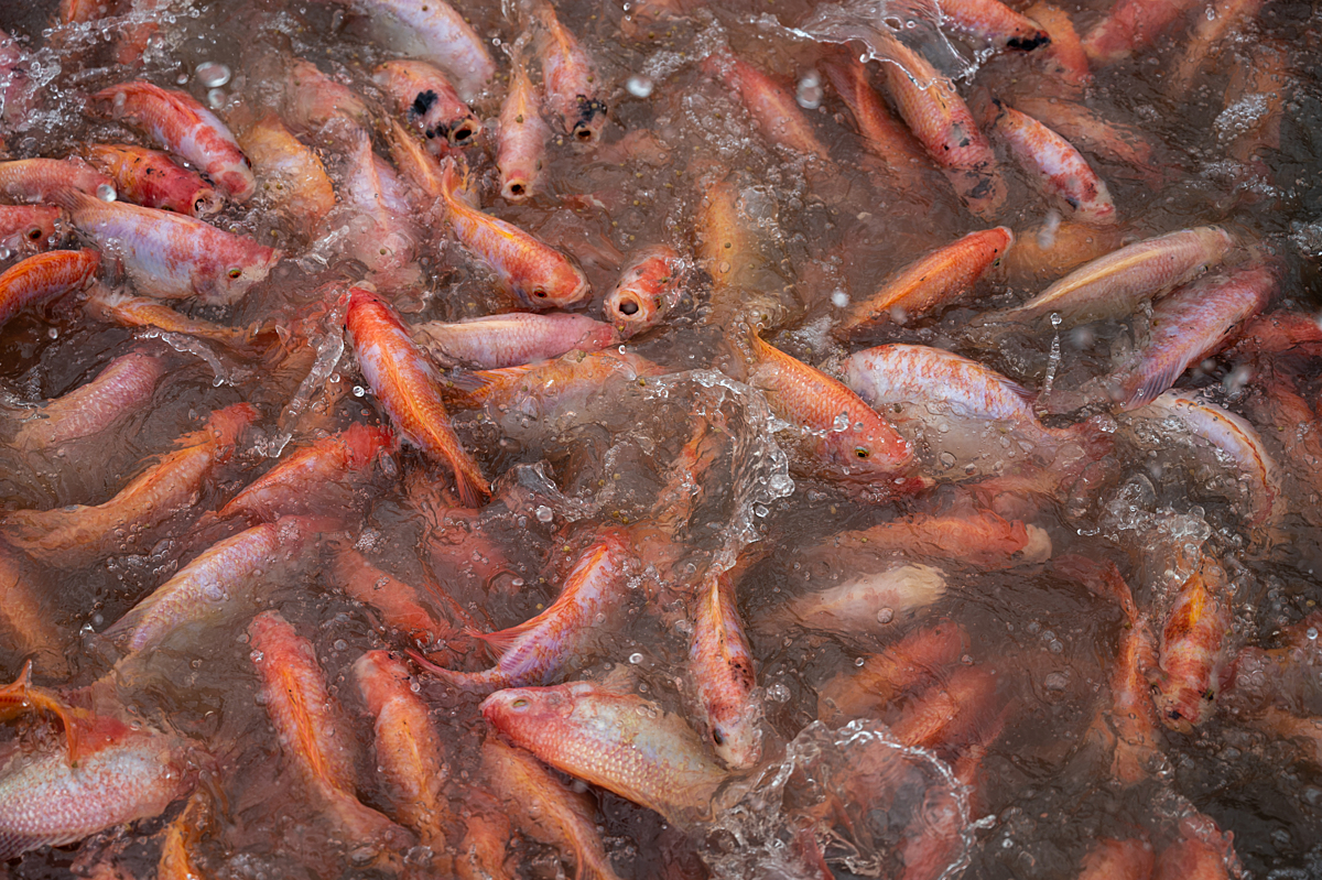 A group of red tilapia are crowded in a pond