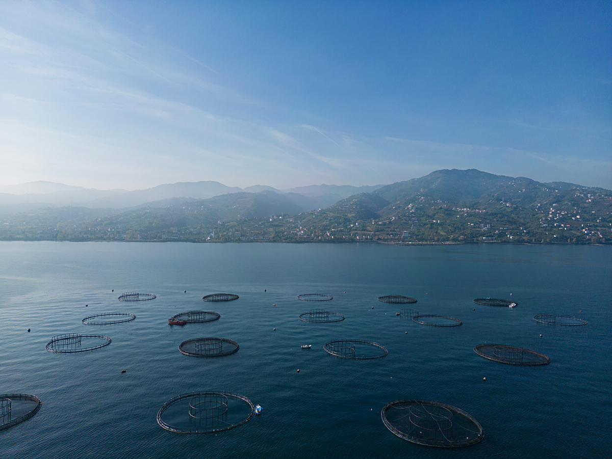 Multiple fish farm cages sit near the coast