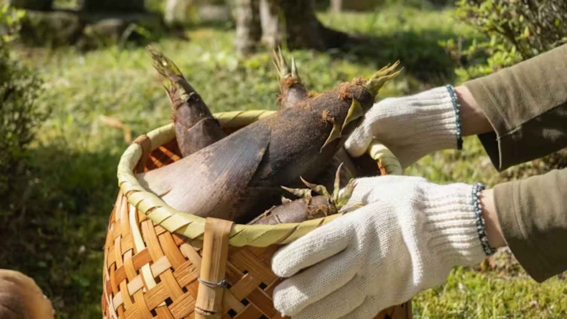 A person holds a basket full of bamboo shoots