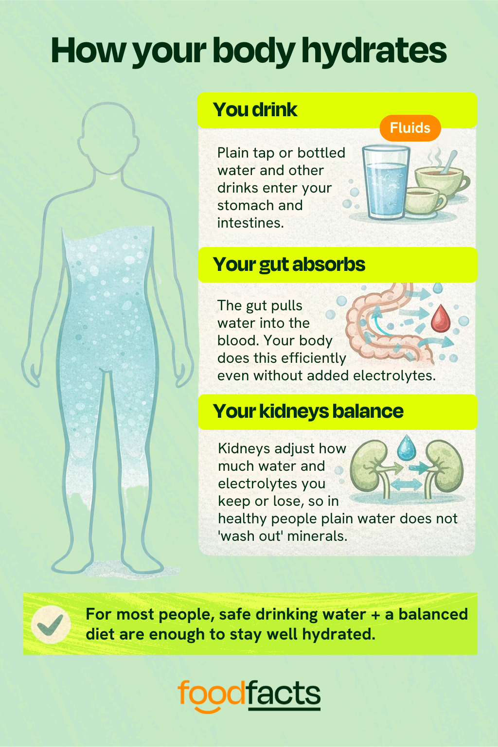 A graphic detailing how hydration works in the body