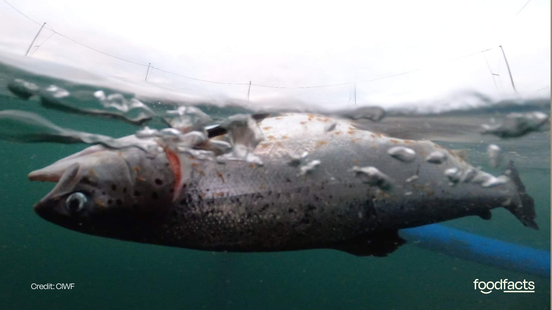 A dead salmon is covered in parasites