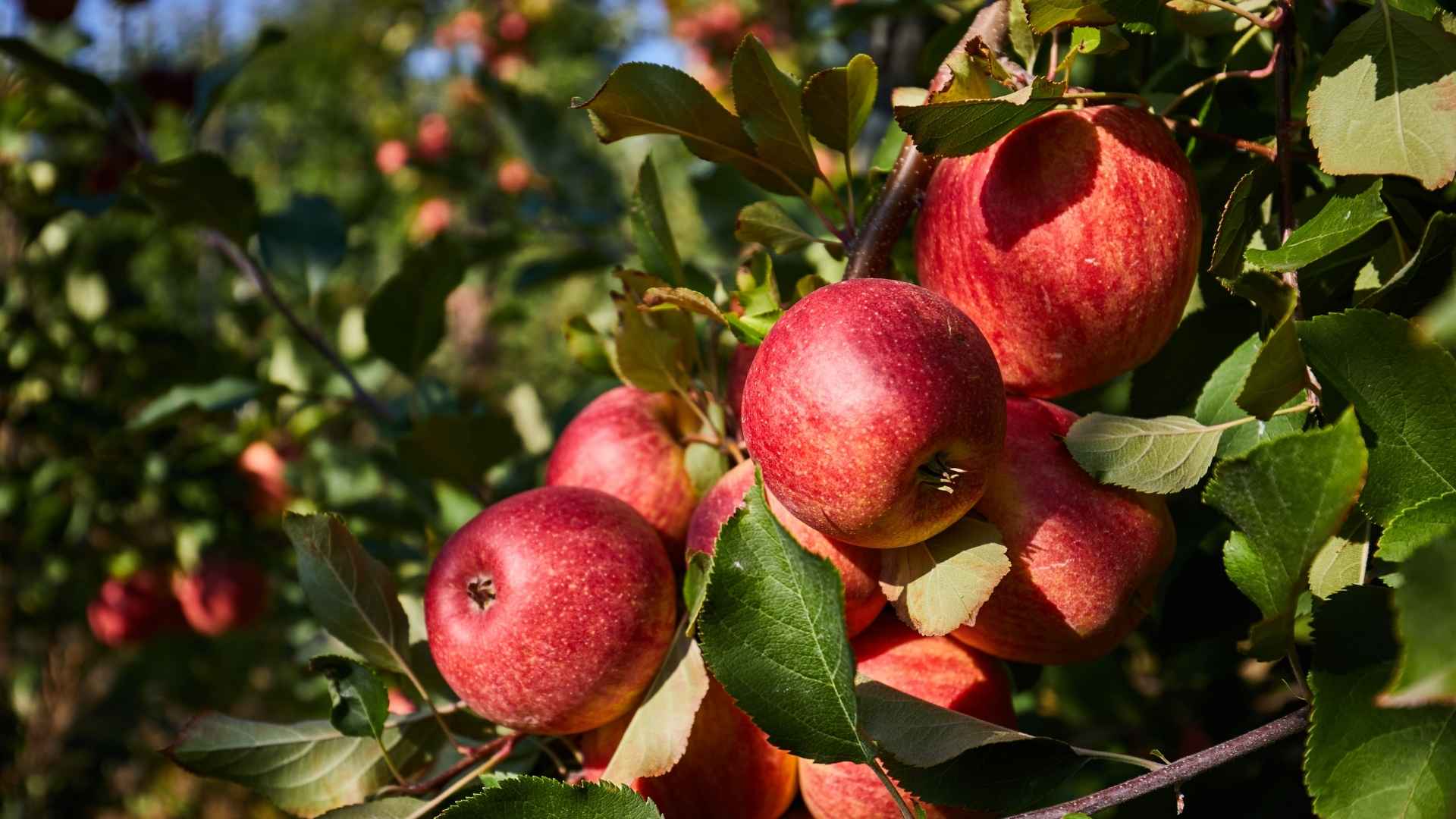 Apples on an apple tree