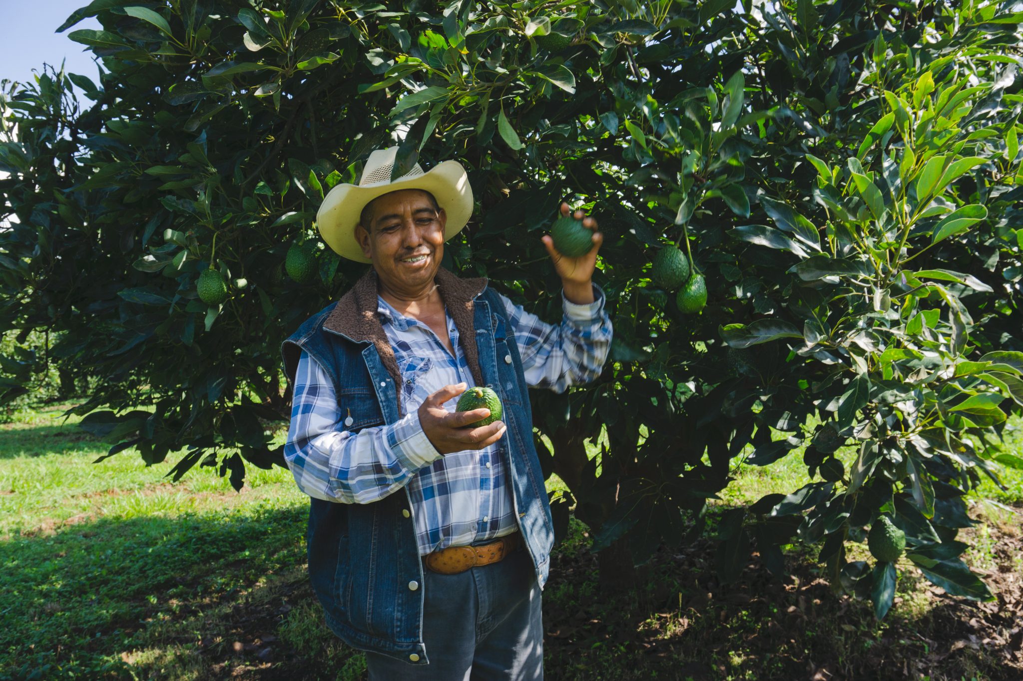 An avocado farmer smiles and holds his avocados. He works on an ethical farm