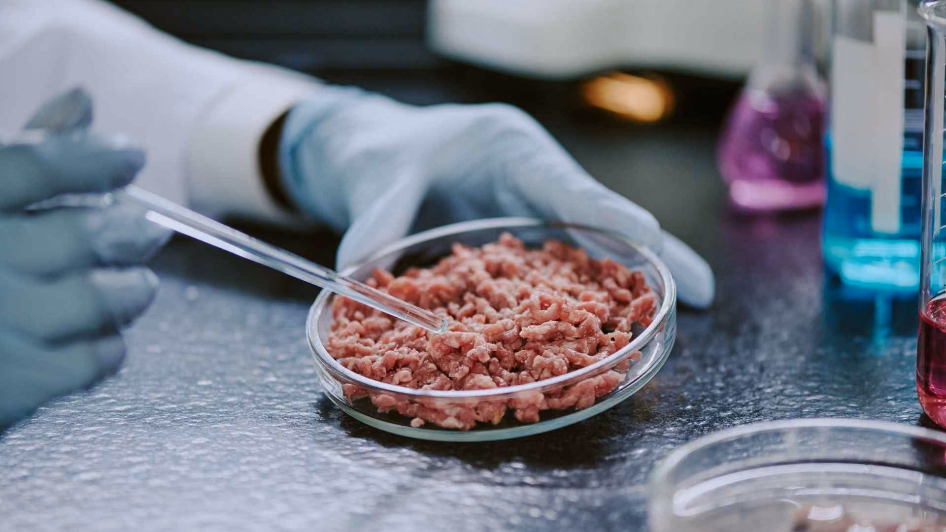 A scientist holds a plate of meat chunks