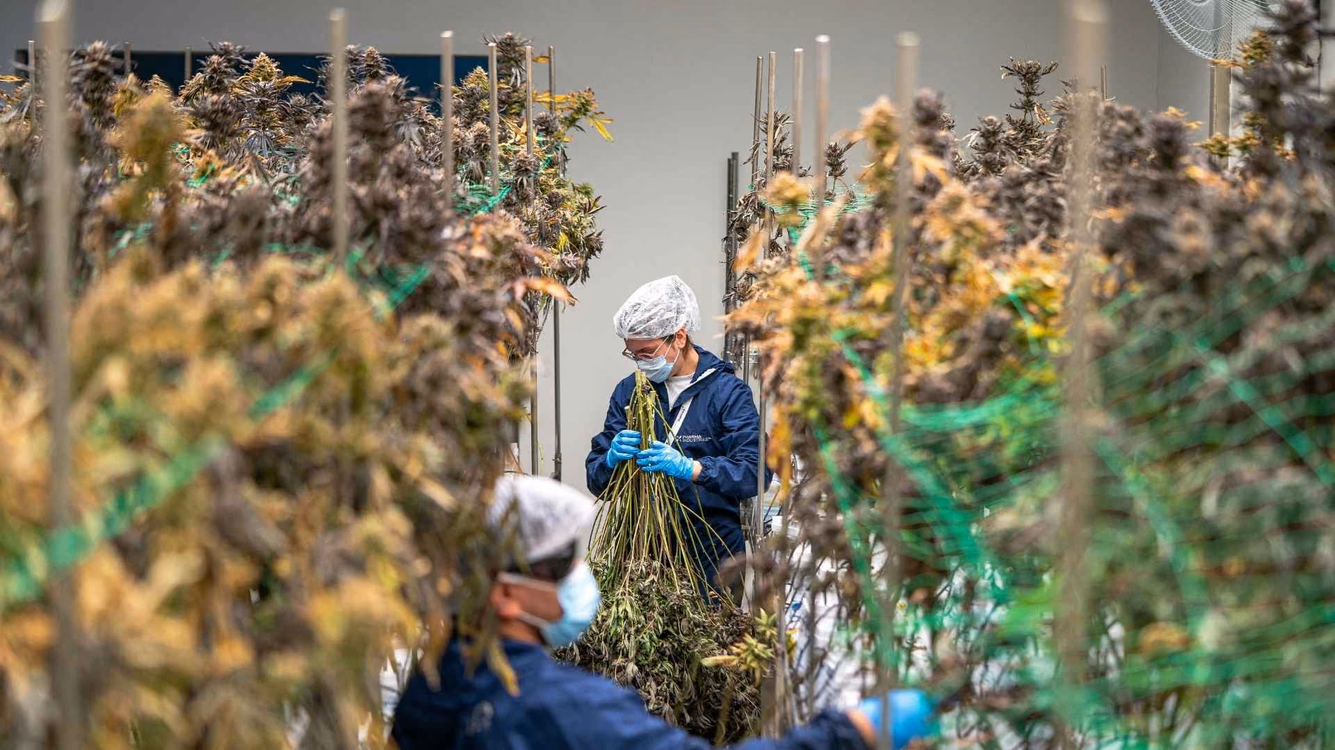 Workers pick plants in an indoor CBD farm
