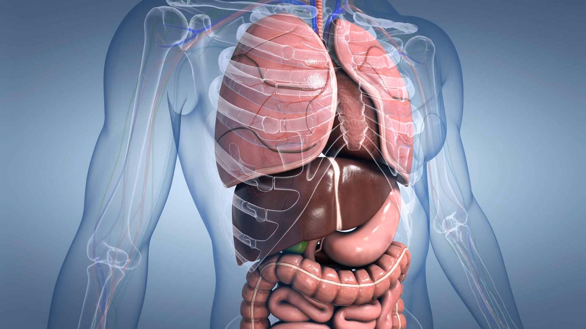 A transparent body shows internal organs, including the liver