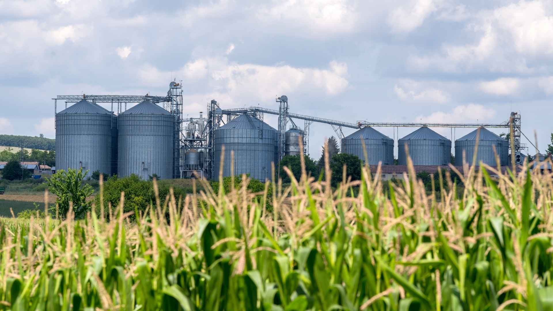 Large grain stores sit behind a field of grain