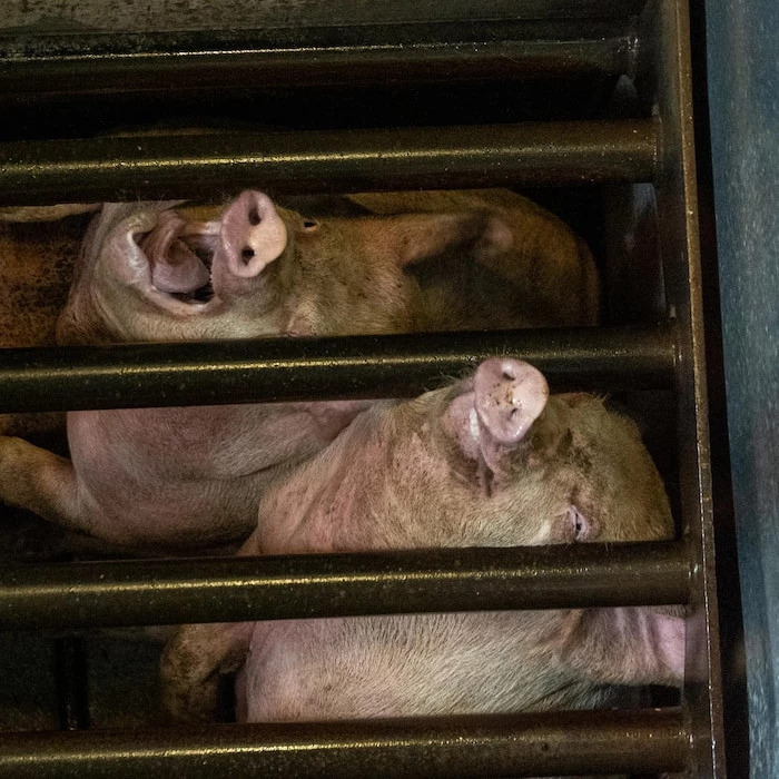 At least 2 pigs are seen screaming whilst in a metal cage. Metal cages are used in gas chambers on pig farms.