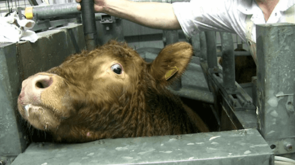 A brown cow is trapped in a small metal box. A person is holding a bolt gun to the cows head.