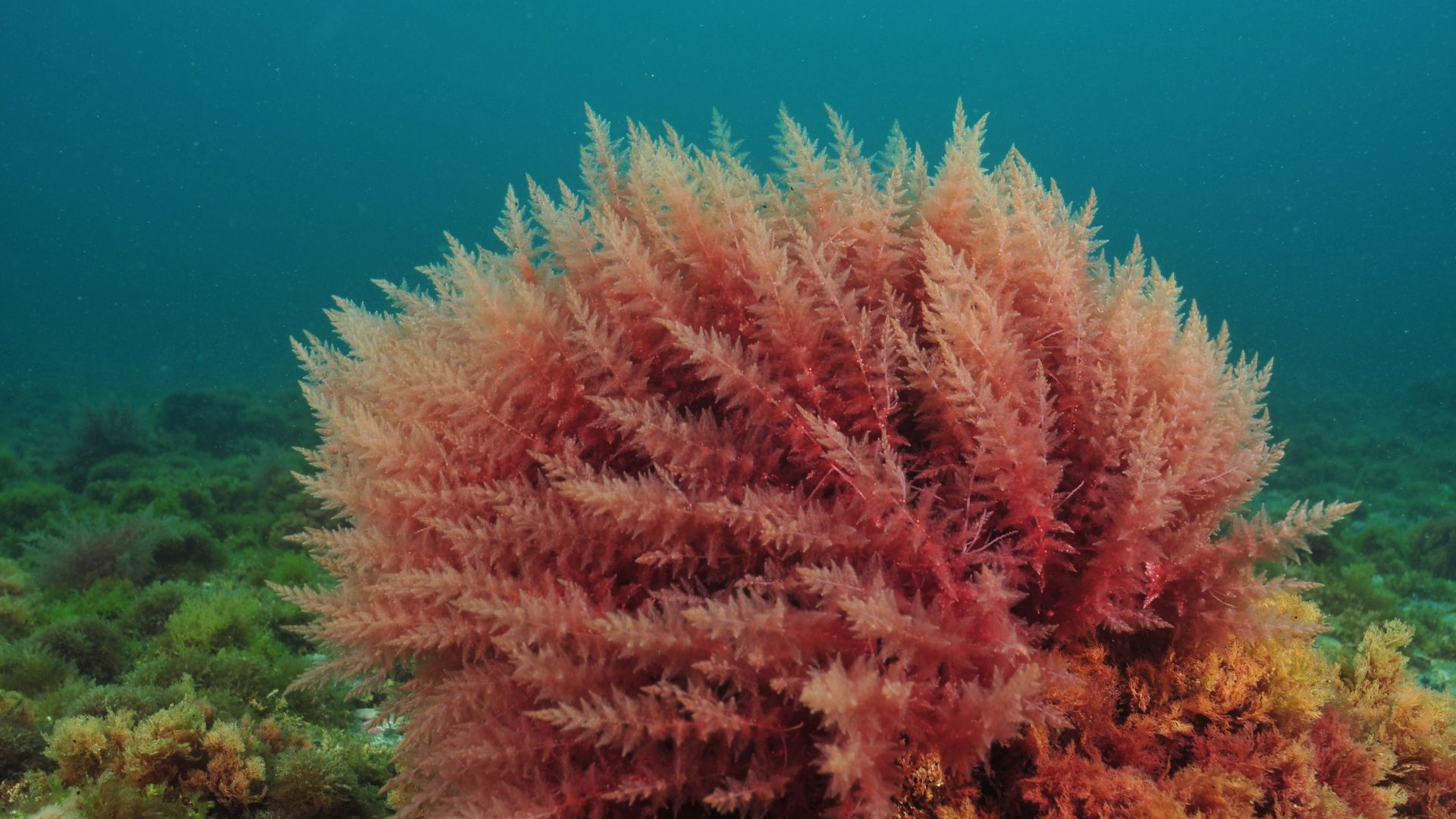 A bush of red algae is on the sea floor
