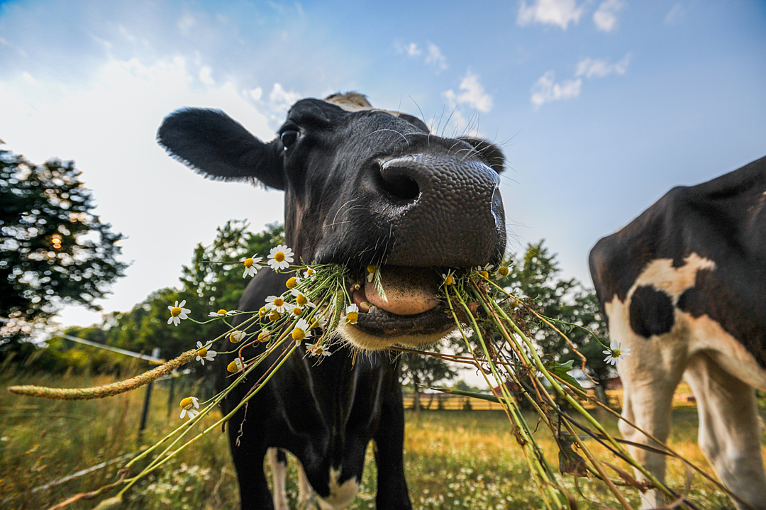 A cow faces the camera and eats grass and flowers