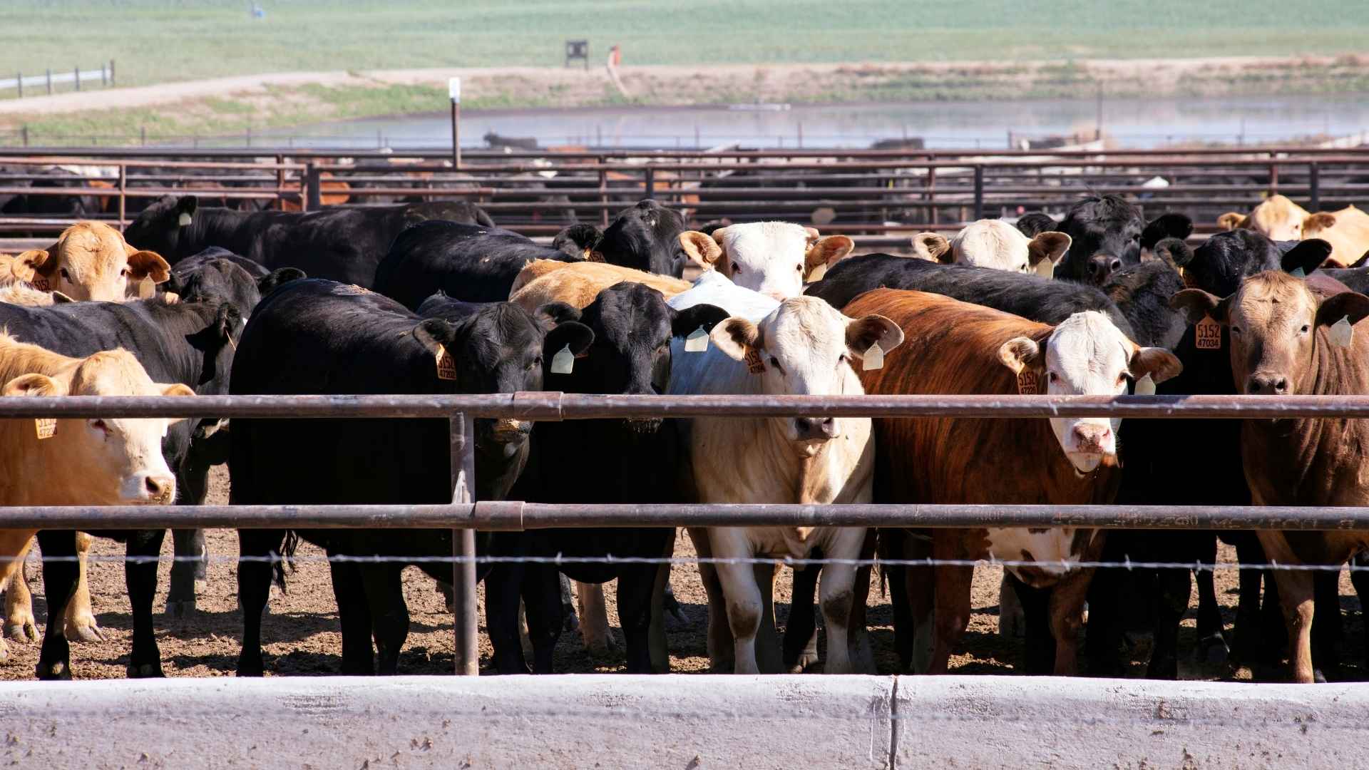 Cows are tightly kept in an outdoor pen