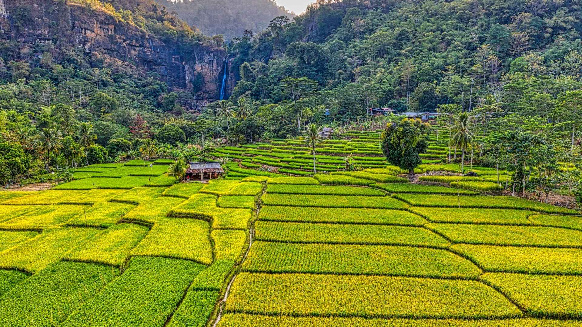 Rice paddies in a lush green environment