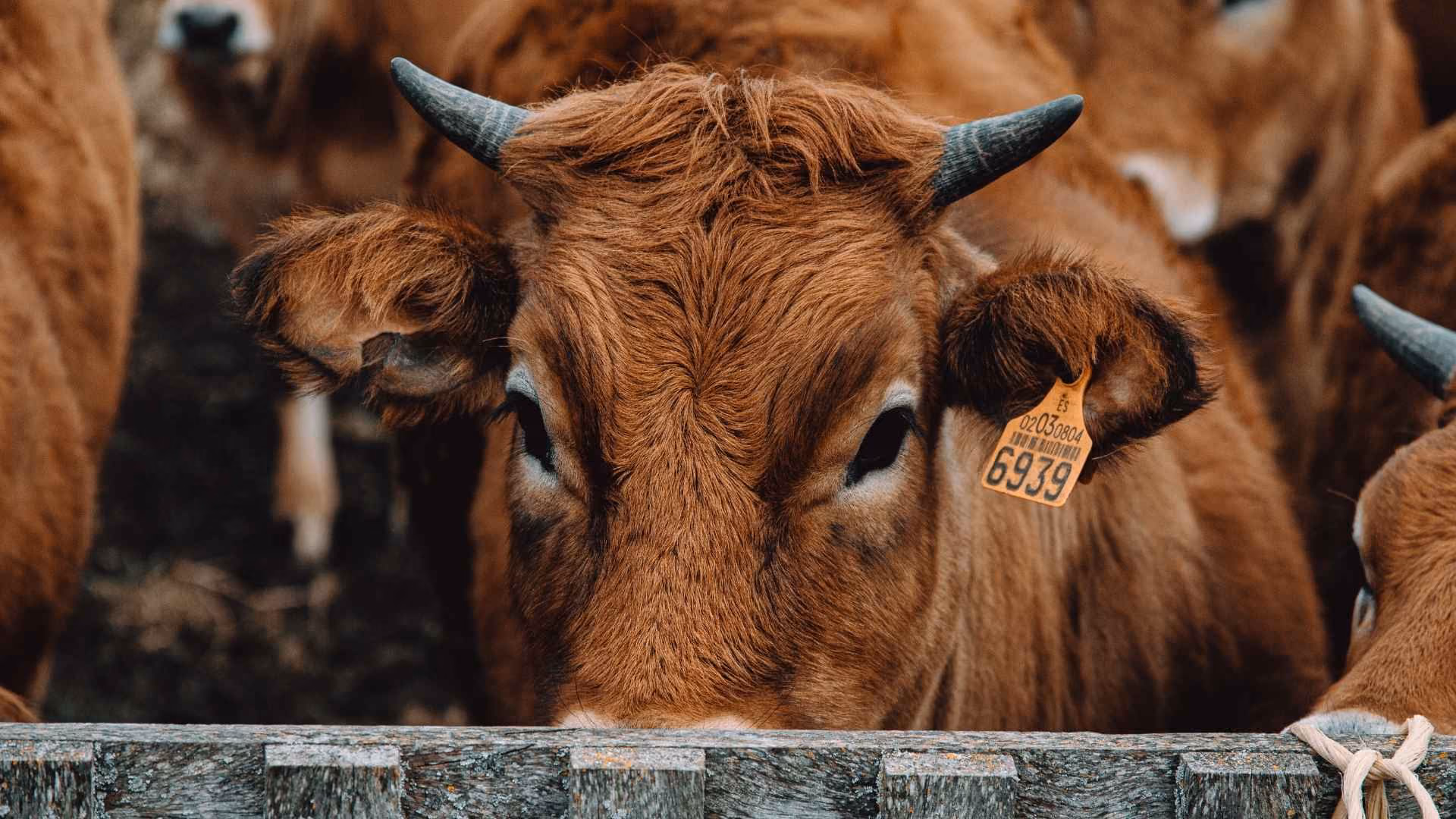 A farmed cow is in a pen