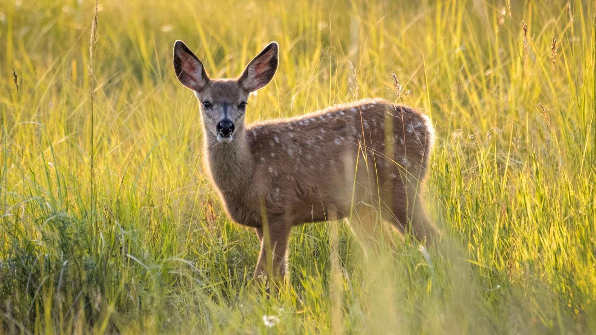 A deer in a field