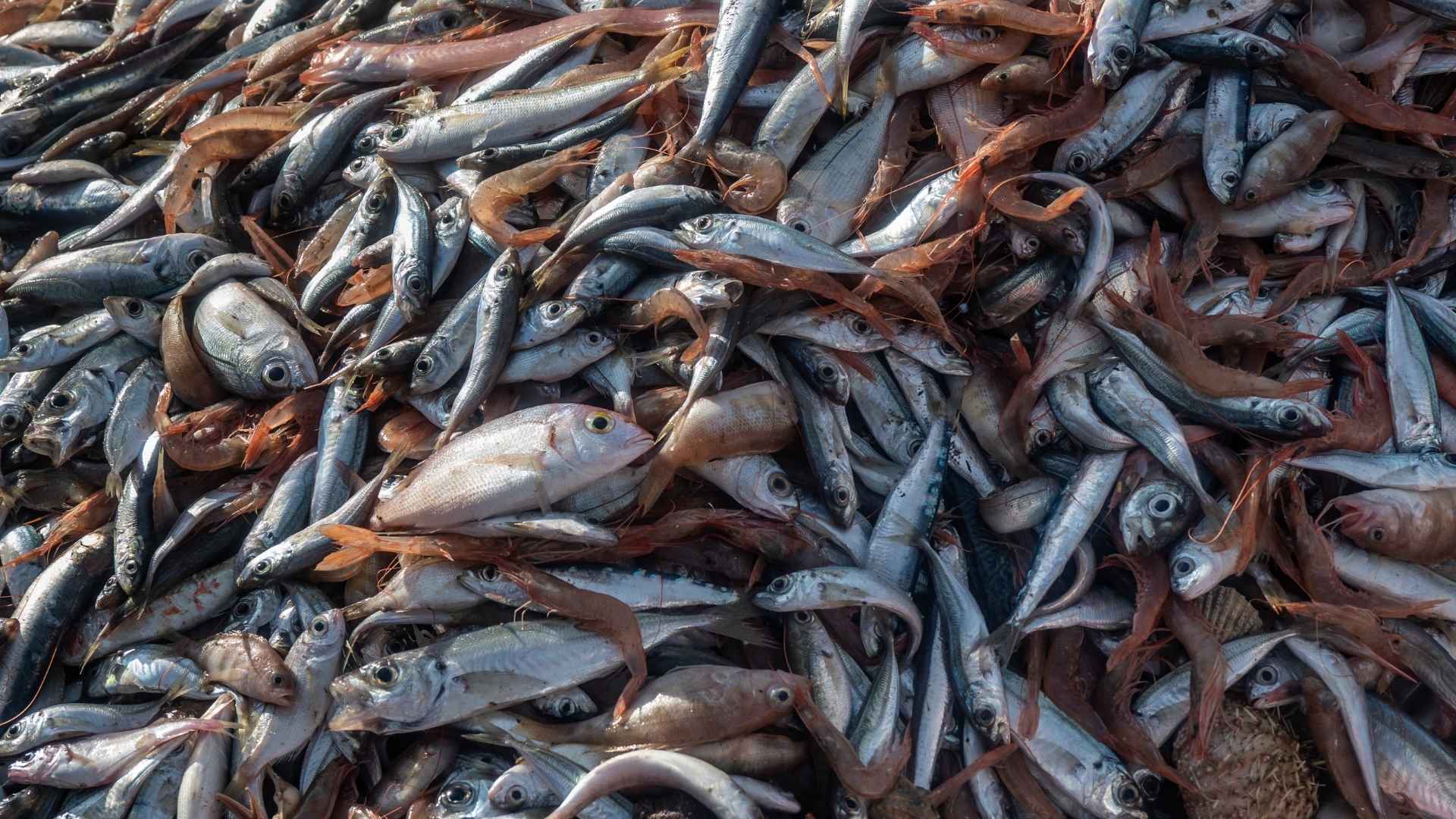 Piles of dead fish