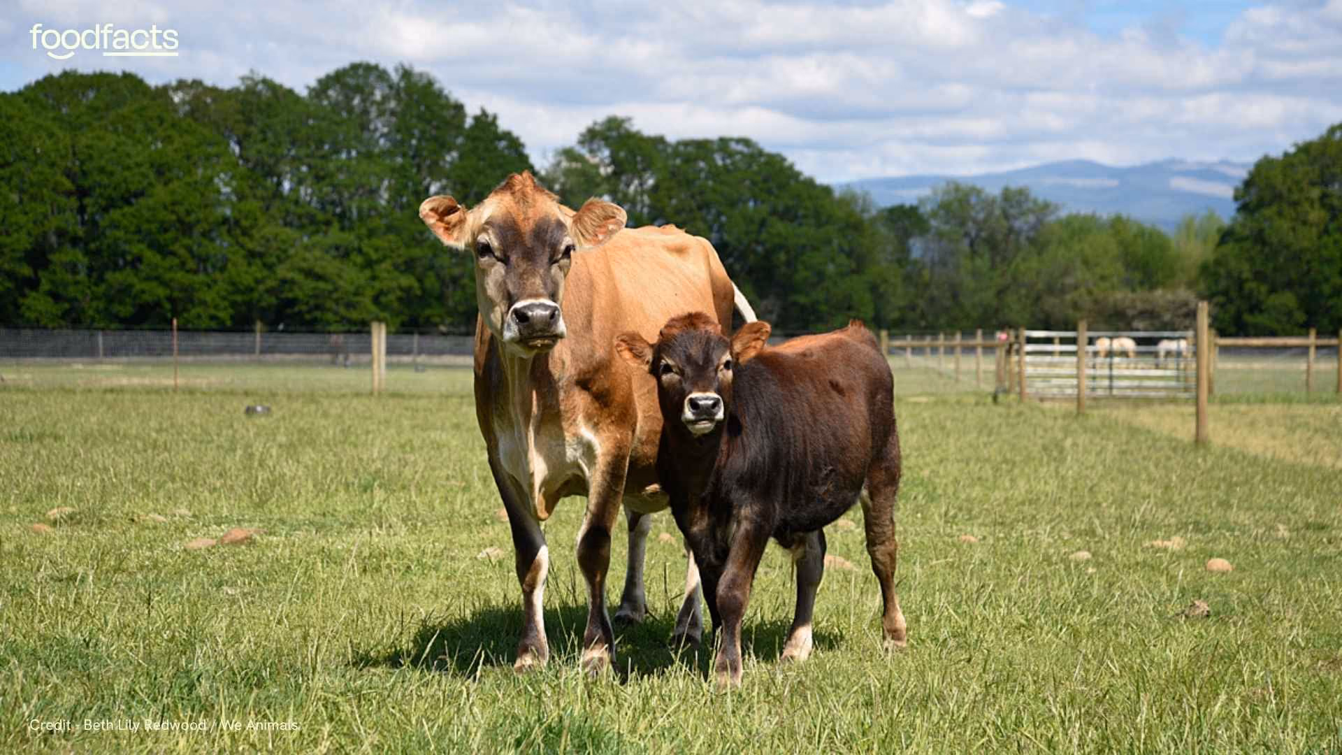 Two cows stand in a field