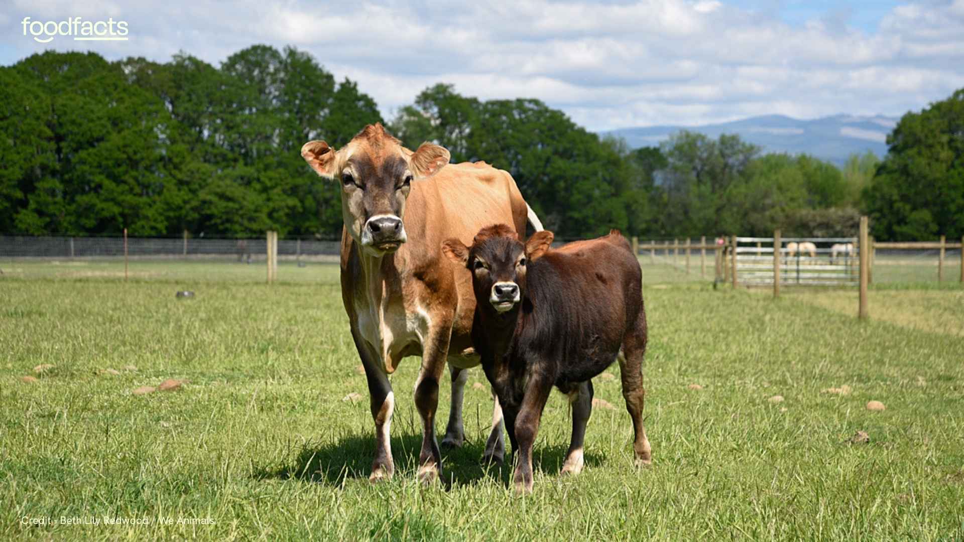 A cow looks at the camera and is in a farm setting. The cow is eating grass, despite being kept indoors and not out on pasture. This highlights the issues with the "grass-fed" label.