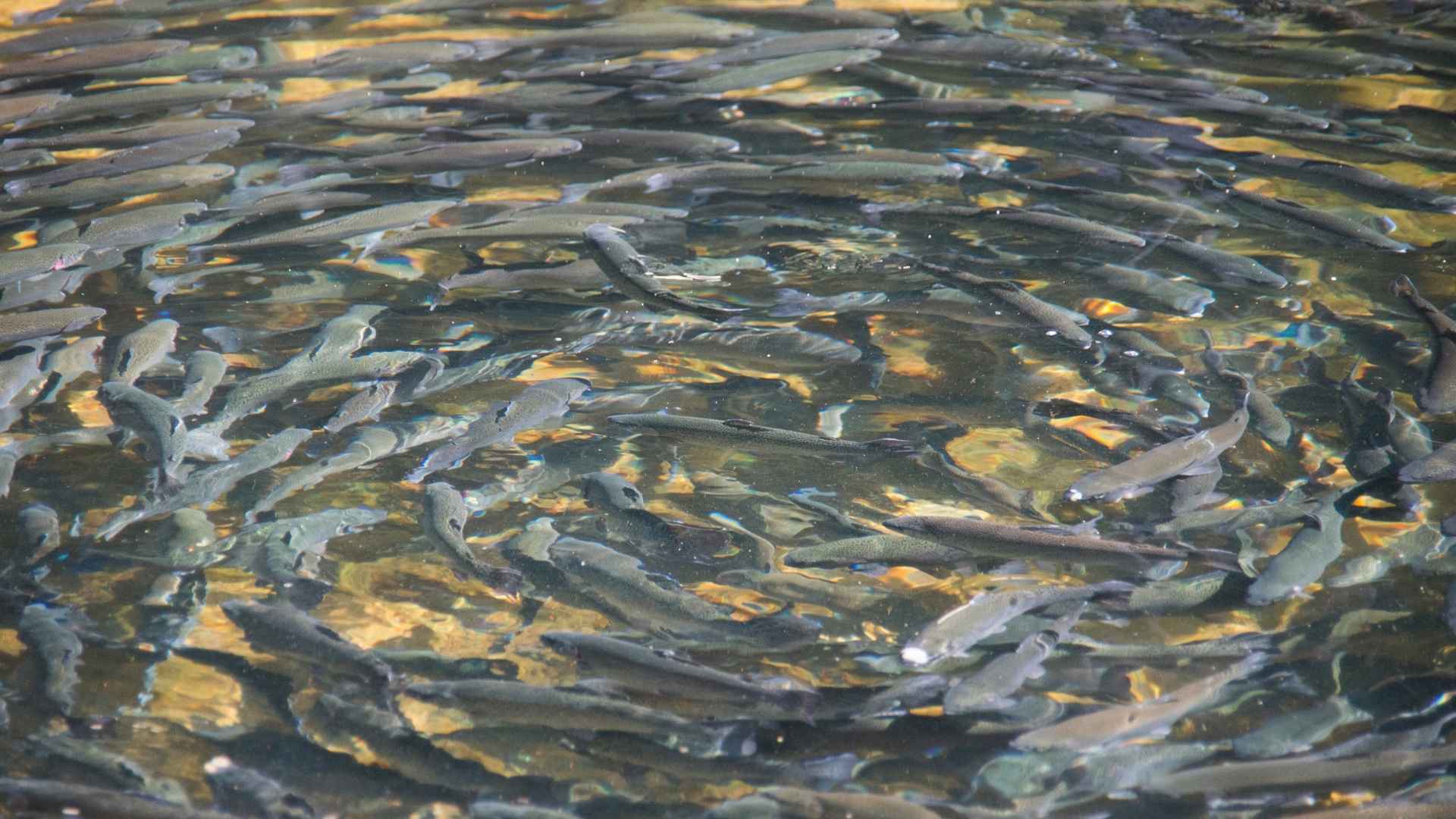 Hundreds of fish swim in a circle