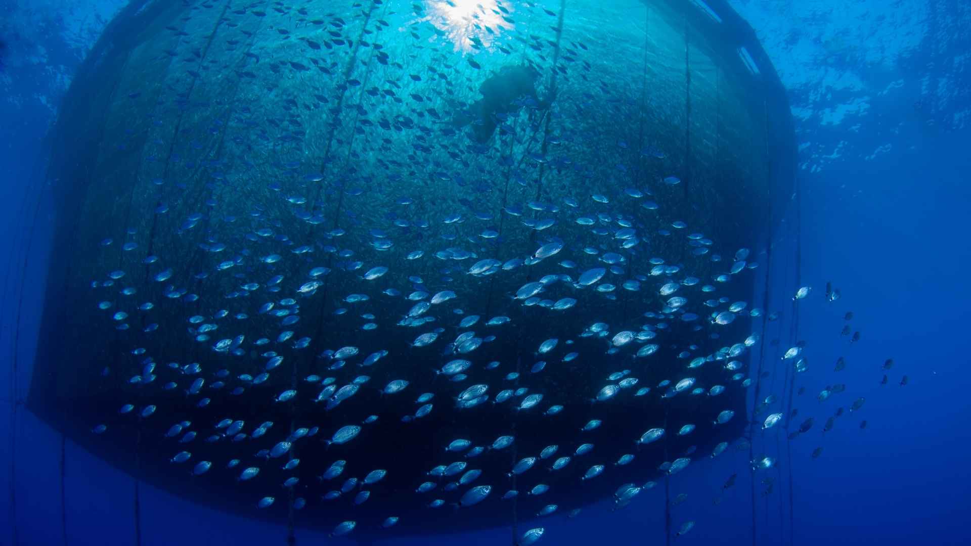 A large fish farm pen in the water