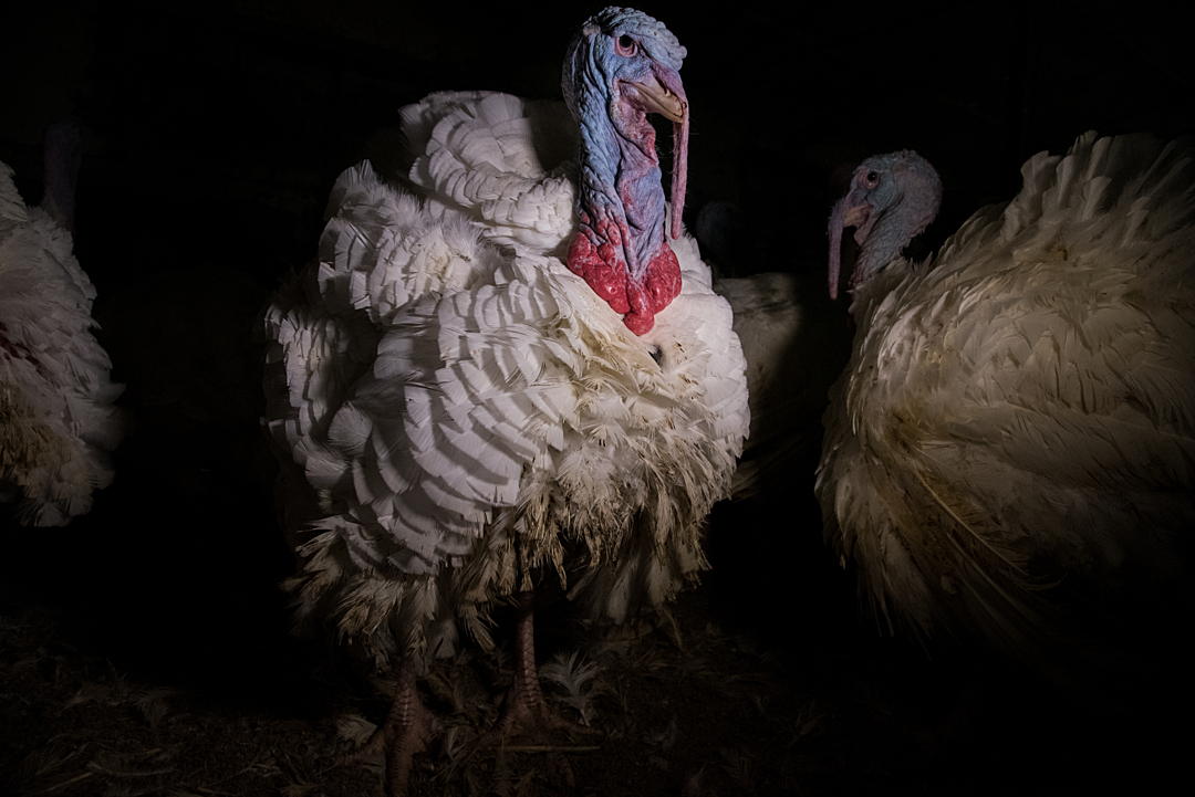 A large male turkey stands in a dark indoor farm